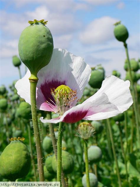 Papaver Somniferum Seedlings