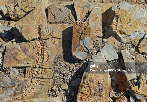 Approx 300 Million Year Old Fossils Of Mesosaurus Tenuidens Near ...