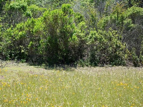 Scurry Zones Around California Shrubs - Geography Realm