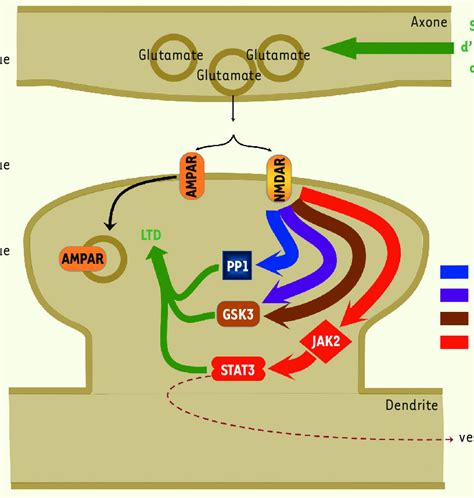 Les principales voies de signalisation intracellulaire impliquées dans