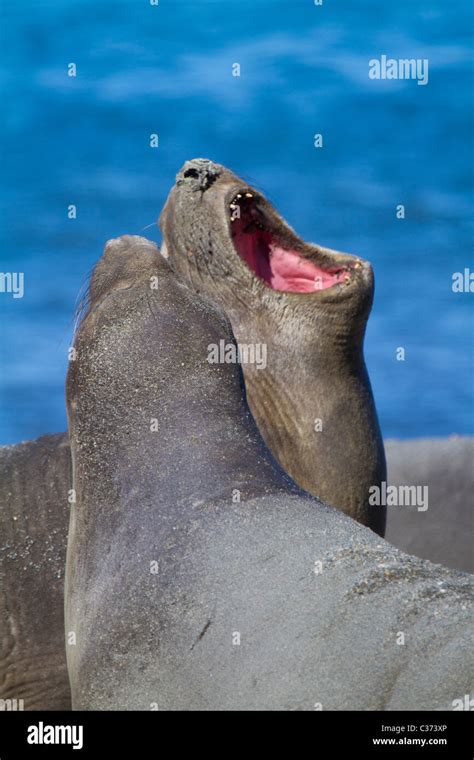 Two Female Southern Elephant Seals Roar On The Beach At Royal Bay