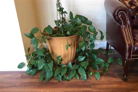 Repotting Pothos How And When To Repot Pothos Plants