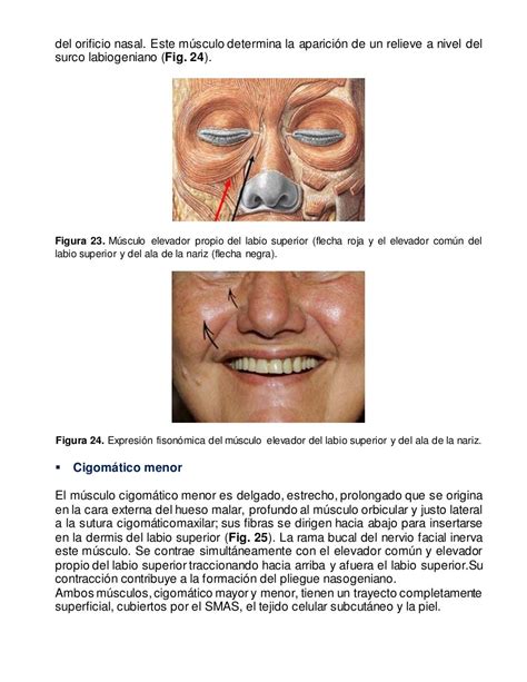 Anatomia De Los Labios Y De La Region Perioral