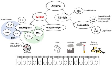 Biomedicines Free Full Text T2 Low Asthma A Discussed But Still