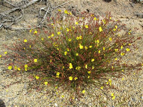 Helianthemum Scoparium Linda Vista Native Plants