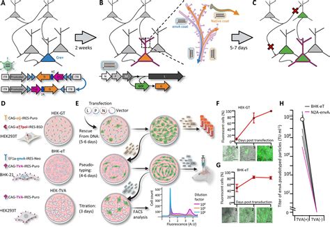 Fast High Throughput Production Of Improved Rabies Viral Vectors For