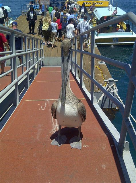 Best Cruise Ship Images On Pholder Warship Porn Pics And