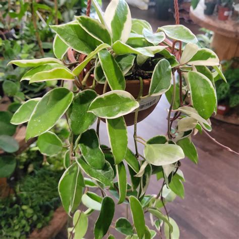 Hoya Carnosa 'Krimson Queen' 8" HB | Plantstay | Gainesville Houseplant