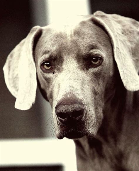 Weimeraner - such a beautiful dog | Unique dog breeds, Rare dog breeds ...