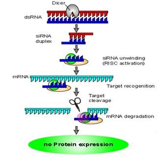 Mechanism of action of RNAi. | Download Scientific Diagram