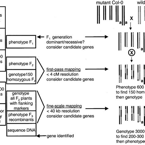 Comparison Of Effort Involved In Map Based Cloning Key Steps That Have