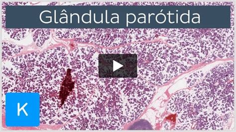 Videoaula Histologia da glândula parótida Kenhub