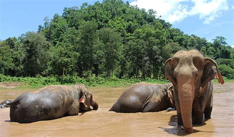 How to Play, Feed, & Protect Elephants in Thailand (Updated 2023)