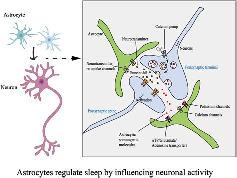 Frontiers Role Of Astrocytes In Sleep Deprivation Accomplices