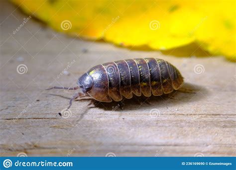 Pill Bug Armadillidiidae Royalty Free Stock Image