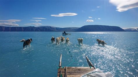 Dramatic Photo Shows Husky Dogs Walking On Water In Greenland World