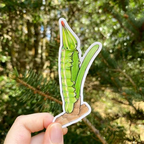 Pine Sphinx Caterpillar Weatherproof Vinyl Sticker – Allison Stoiser Art