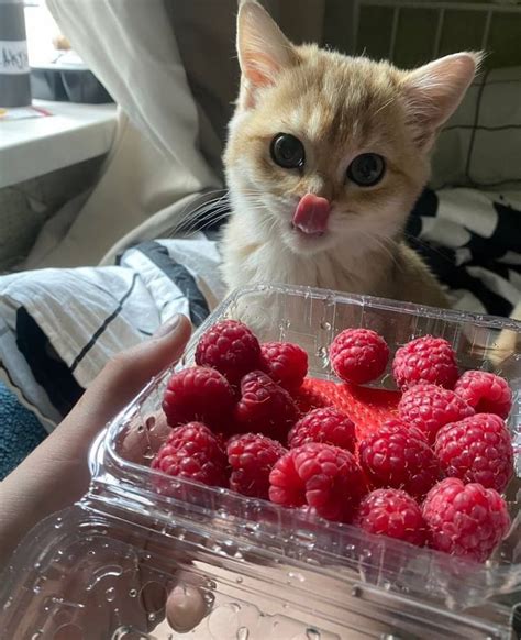 Пин от пользователя Mits на доске Сохраненки | Котенок, Котята, Животные