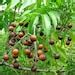 Sapindus Mukorossi Seeds Soapnut Tree Seeds Soap Nut Etsy