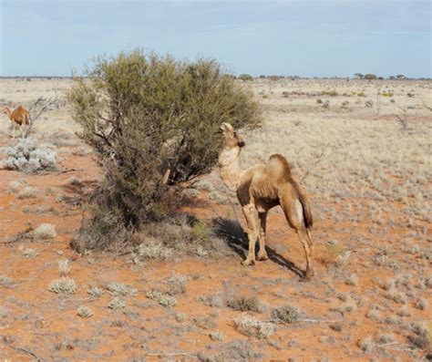 Managing Feral Camels in the Anangu Tjutaku Indigenous Protected Area