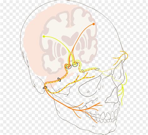 Nerve Facial Paralysis Bell S Palsy Cranial Nerves Png Image Pnghero