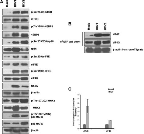 Hcv Infection Induces Eif F Complex Assembly A Huh Cells Infected