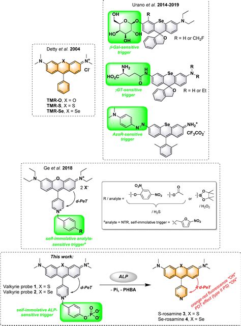 Valkyrie Probes A Novel Class Of Enzyme‐activatable Photosensitizers