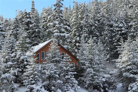 Bildet landskap tre natur skog utendørs snø kald vinter hvit