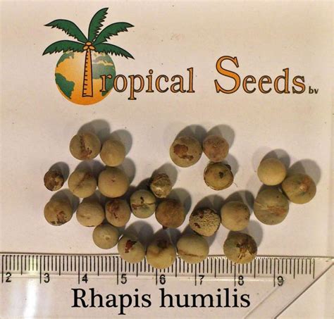 Rhapis Humilis Seeds