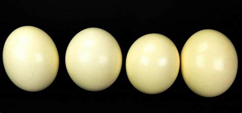 7 Ostrich Eggs