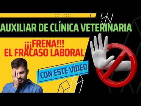 Descubre Los Requisitos Para Ser Un Auxiliar De Veterinaria Todo Lo