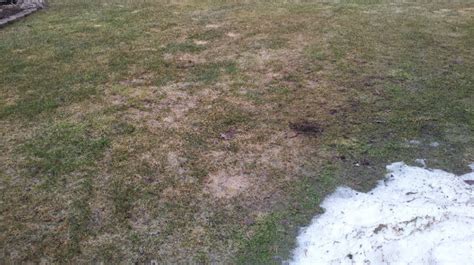 Snow Mold What To Do - Moore's Lawn Maintenance