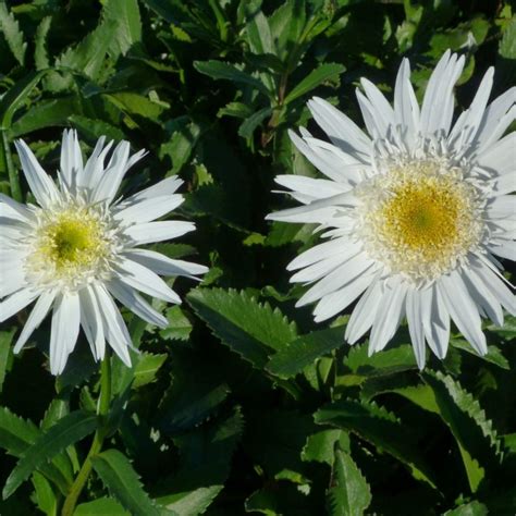 Leucanthemum Superbum Wirral Supreme Margriet Vaste Tuinplanten