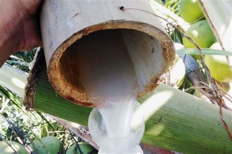 Tuba: The Philippines' Ancient Coconut Wine Tradition - Nipino.com ...