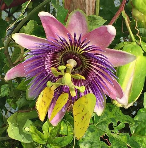 Symbolism of the Passion Flower – Butterfly Lady