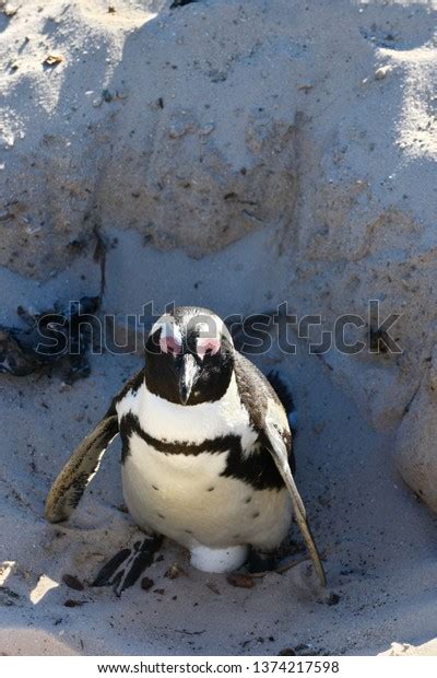 African Penguin Hatching Egg Stock Photo 1374217598 | Shutterstock