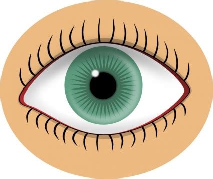 Eyes blue eye clip art free vector in open office drawing svg svg ...