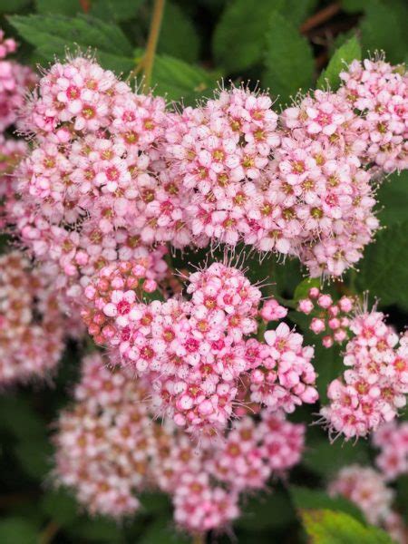 Dwarf Japanese Spirea Spiraea Japonica Nana Growing Guides