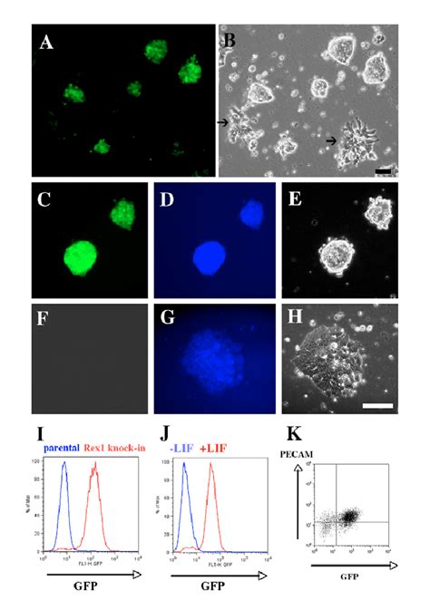 Observation Of Rex Gfp Oct Cfp Double Knock In Es Cells By