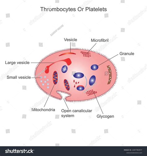 Platelets Thrombocyteanatomical Blood Circulation System Scheme Stock ...