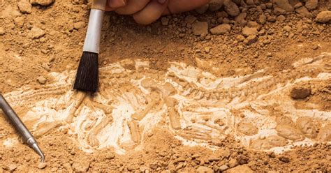 The Archaeology Of Death Training In Archaeothanatology For