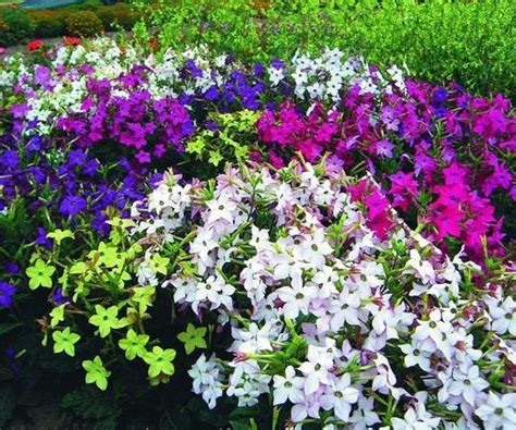 Душистый чай с | Plants, Garden, Yard