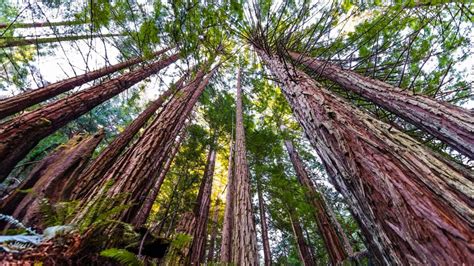 Unveiling The Giant What Is The Biggest Tree In The World