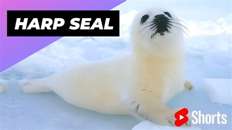 Harp Seal 🦭 One Of Worst Mothers In The Animal Kingdom Shorts Youtube