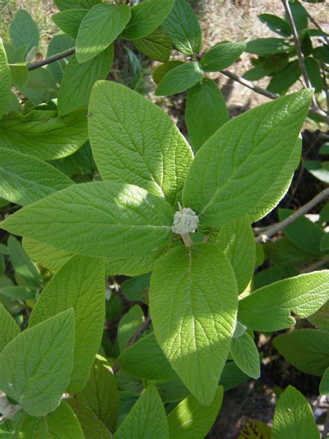 Viburnum Rhytidophyllum Leatherleaf Viburnum