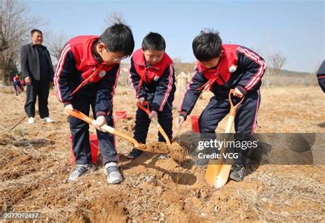 students planting trees stock  high res pictures  images