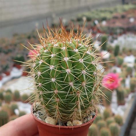 Trichocereus Hybr Gräsers Schönste X Tricho Hybr Camaeleon Uhlig