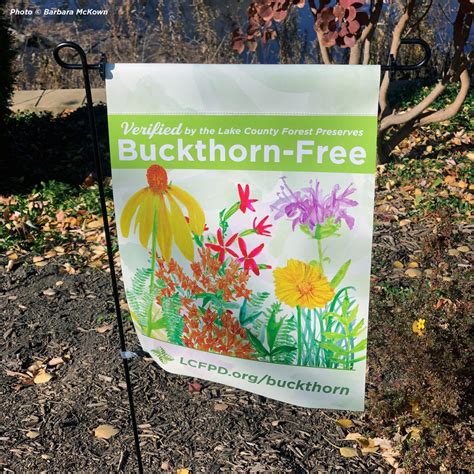 Lake County Residents Can Apply For Buckthorn Free Distinction The