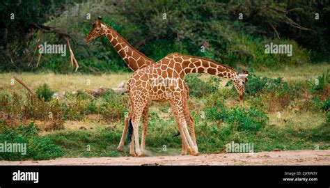 Two Giraffes Giraffa Camelopardalis Reticulata Are Fighting Each Other In The Savannah Kenya