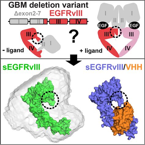 Structural Insights Into The Role And Targeting Of Egfrviii Structure